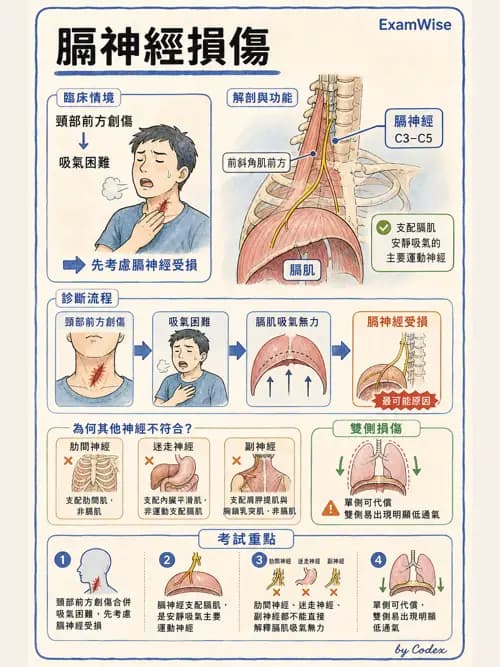 呼吸治療師 - 肺臟血流與神經支配 - AI 圖文解析預覽