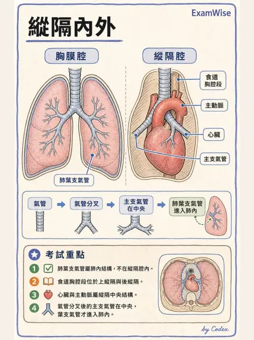 呼吸治療師 - 胸廓、肋膜與呼吸肌肉 - AI 圖文解析預覽