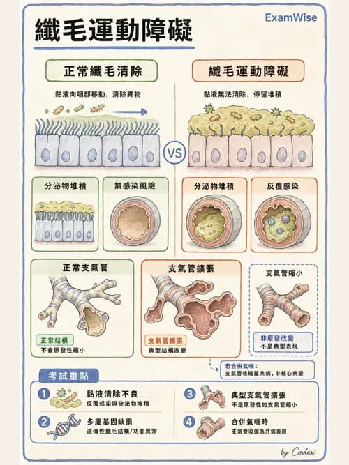 呼吸治療師 - 呼吸系統構造與發展 - AI 圖文解析預覽