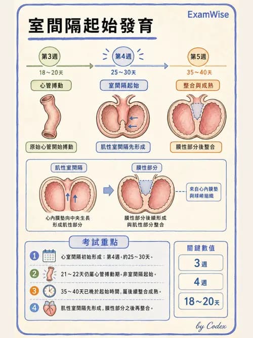 呼吸治療師 - 心臟與循環解剖 - AI 圖文解析預覽