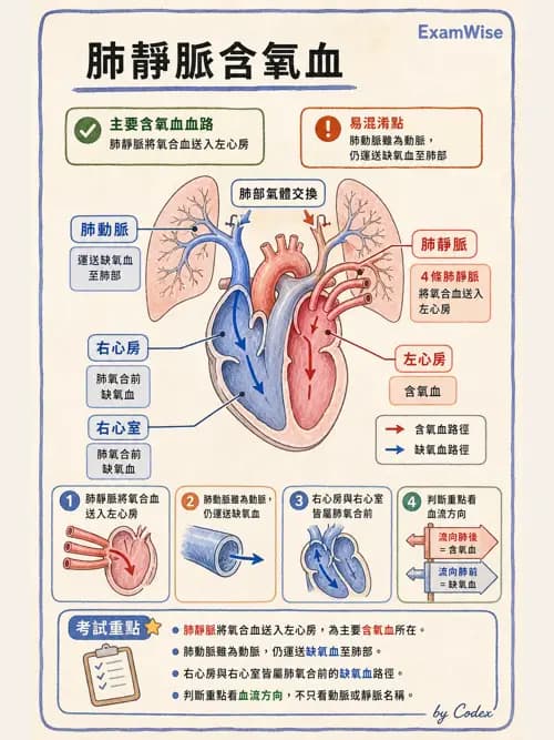 呼吸治療師 - 心臟與循環解剖 - AI 圖文解析預覽