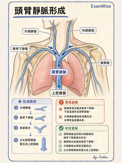 呼吸治療師 - 心臟與循環解剖 - AI 圖文解析預覽