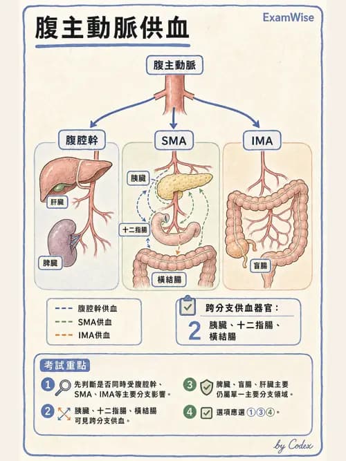 呼吸治療師 - 心臟與循環解剖 - AI 圖文解析預覽