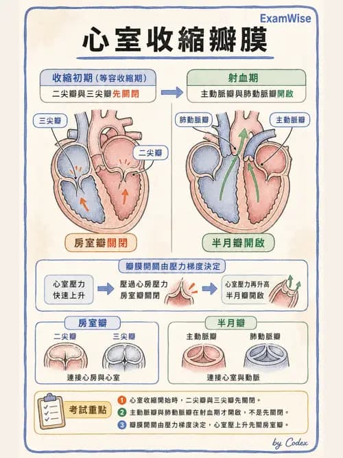 呼吸治療師 - 心臟與循環解剖 - AI 圖文解析預覽