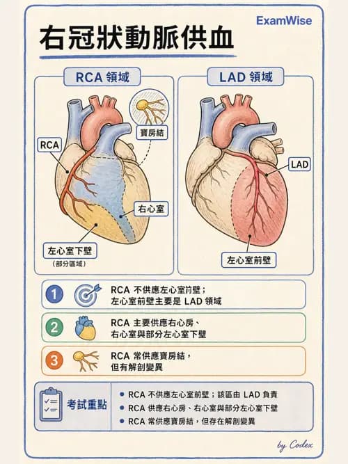 呼吸治療師 - 心臟與循環解剖 - AI 圖文解析預覽