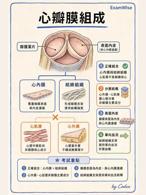 呼吸治療師 - 心臟與循環解剖 - AI 圖文解析預覽