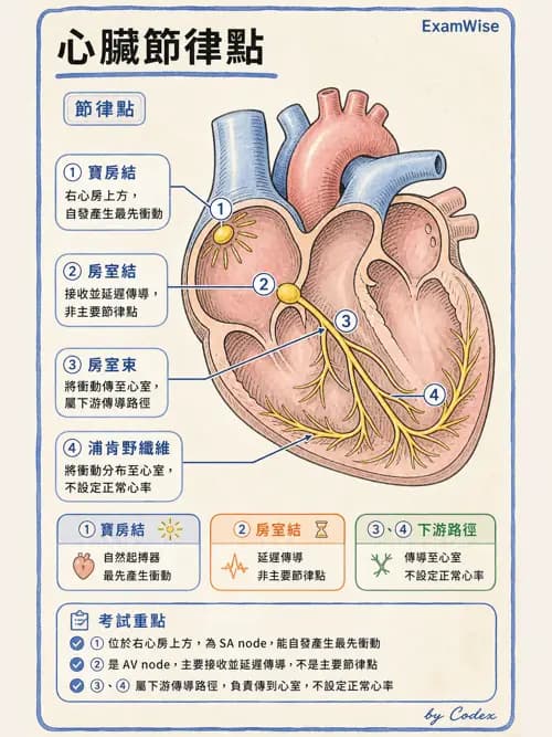 呼吸治療師 - 心臟與循環解剖 - AI 圖文解析預覽