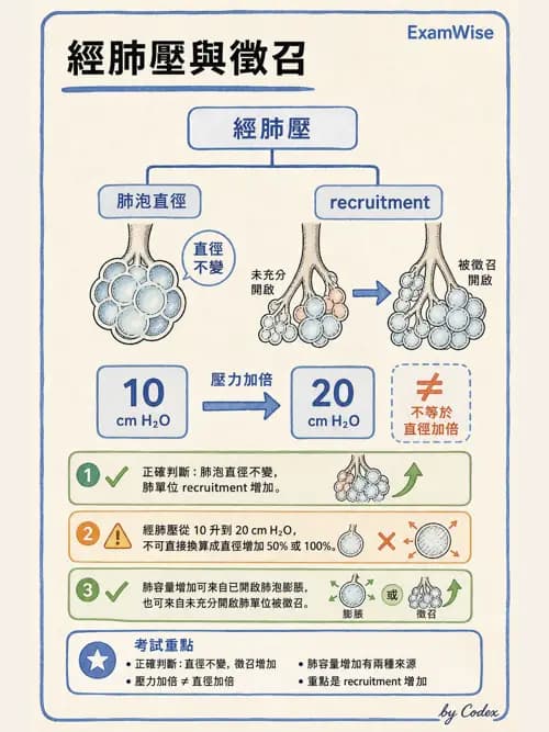 呼吸治療師 - 通氣、呼吸力學與控制 - AI 圖文解析預覽