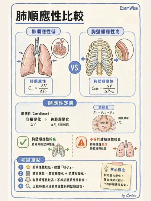 呼吸治療師 - 通氣、呼吸力學與控制 - AI 圖文解析預覽