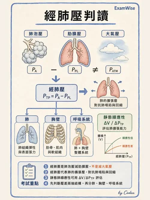 呼吸治療師 - 通氣、呼吸力學與控制 - AI 圖文解析預覽