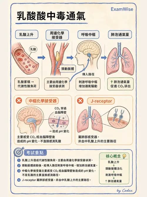 呼吸治療師 - 通氣、呼吸力學與控制 - AI 圖文解析預覽
