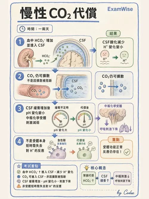 呼吸治療師 - 通氣、呼吸力學與控制 - AI 圖文解析預覽