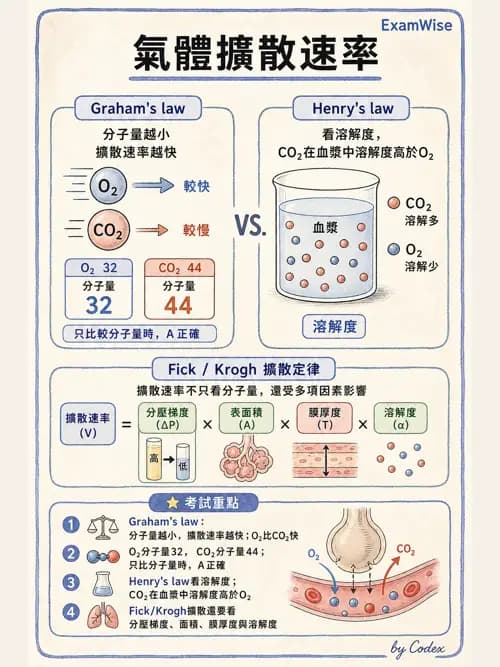 呼吸治療師 - 氣體擴散、交換與肺部代謝 - AI 圖文解析預覽