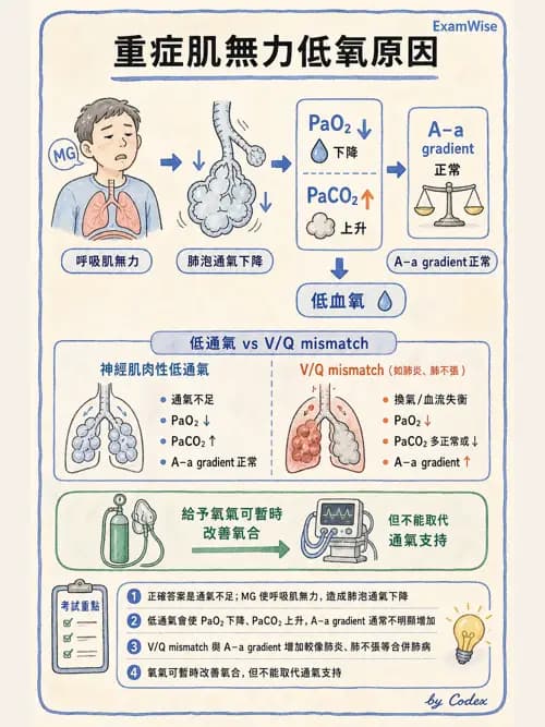 呼吸治療師 - 氣體擴散、交換與肺部代謝 - AI 圖文解析預覽