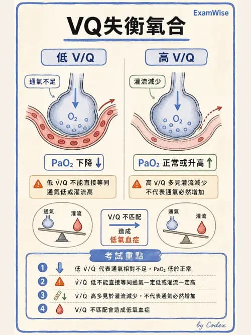 呼吸治療師 - 氣體擴散、交換與肺部代謝 - AI 圖文解析預覽
