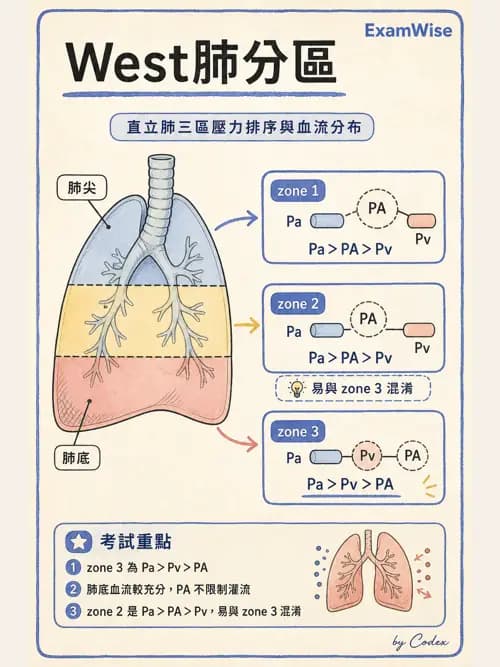 呼吸治療師 - 氣體擴散、交換與肺部代謝 - AI 圖文解析預覽