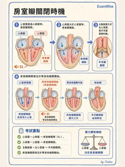 呼吸治療師 - 心臟生理與血液動力學 - AI 圖文解析預覽