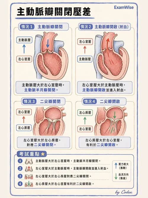 呼吸治療師 - 心臟生理與血液動力學 - AI 圖文解析預覽