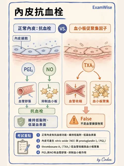 呼吸治療師 - 心臟生理與血液動力學 - AI 圖文解析預覽