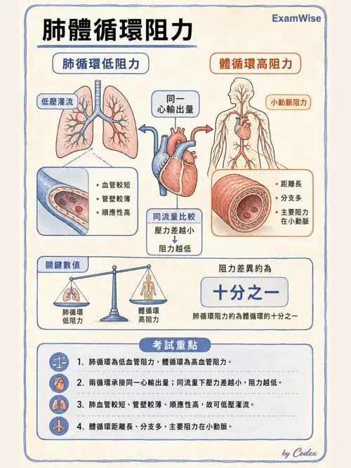 呼吸治療師 - 心臟生理與血液動力學 - AI 圖文解析預覽
