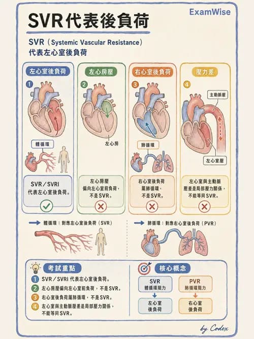 呼吸治療師 - 心臟生理與血液動力學 - AI 圖文解析預覽