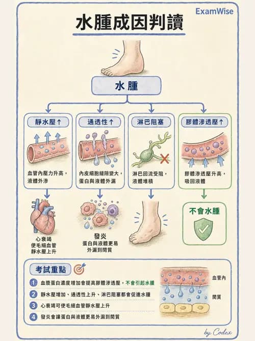 呼吸治療師 - 心臟生理與血液動力學 - AI 圖文解析預覽