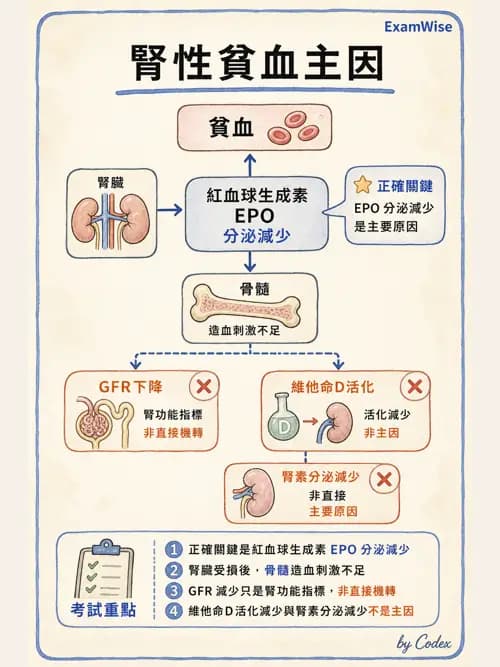 呼吸治療師 - 酸鹼平衡與腎臟生理 - AI 圖文解析預覽
