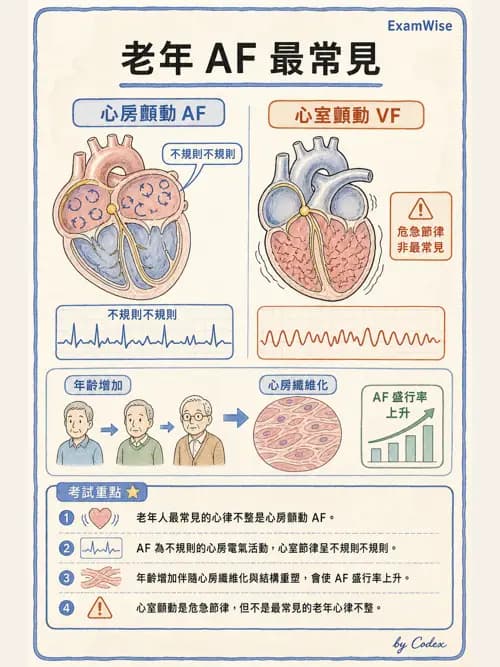 呼吸治療師 - 心臟生理與血液動力學 - AI 圖文解析預覽
