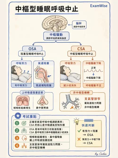 呼吸治療師 - 通氣、呼吸力學與控制 - AI 圖文解析預覽