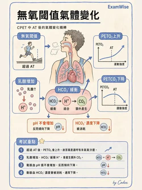 呼吸治療師 - 運動與環境生理 - AI 圖文解析預覽