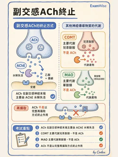 呼吸治療師 - 神經系統藥物 - AI 圖文解析預覽