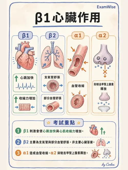 呼吸治療師 - 神經系統藥物 - AI 圖文解析預覽