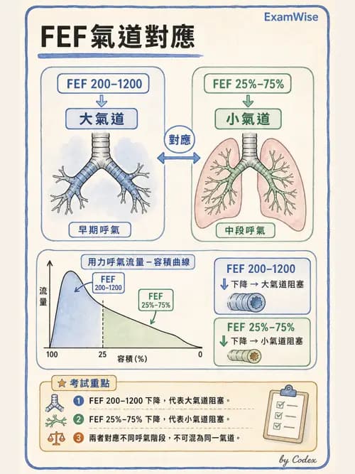 呼吸治療師 - 呼吸功能檢查 - AI 圖文解析預覽