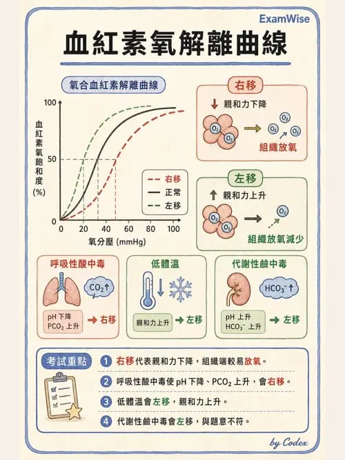呼吸治療師 - 動脈血液氣體分析與氧合評估 - AI 圖文解析預覽