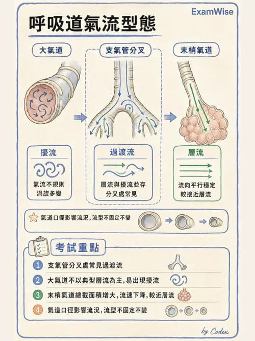 呼吸治療師 - 氣體物理學 - AI 圖文解析預覽