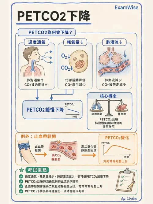 呼吸治療師 - 非侵入性呼吸監測設備 - AI 圖文解析預覽