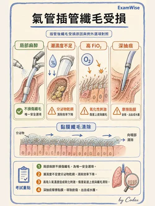 呼吸治療師 - 呼吸道照護與抽痰設備 - AI 圖文解析預覽
