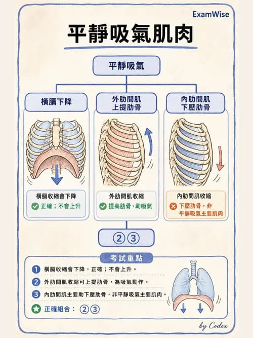 呼吸治療師 - 機械通氣生理 - AI 圖文解析預覽