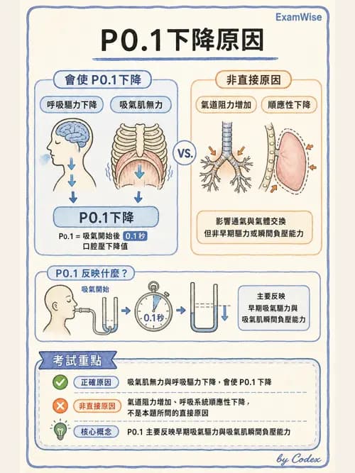 呼吸治療師 - 機械通氣生理 - AI 圖文解析預覽