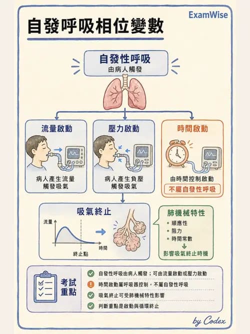 呼吸治療師 - 呼吸器設計與通氣模式 - AI 圖文解析預覽