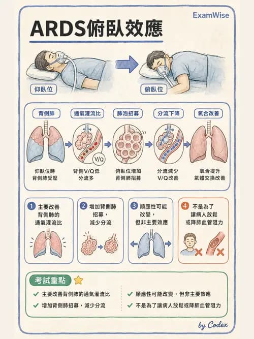 呼吸治療師 - ARDS與呼吸衰竭 - AI 圖文解析預覽