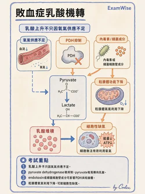 呼吸治療師 - 休克、敗血症與多器官衰竭 - AI 圖文解析預覽