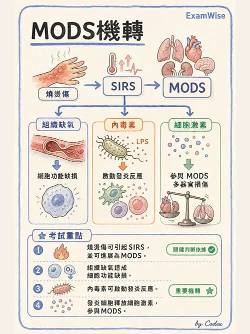 呼吸治療師 - 休克、敗血症與多器官衰竭 - AI 圖文解析預覽