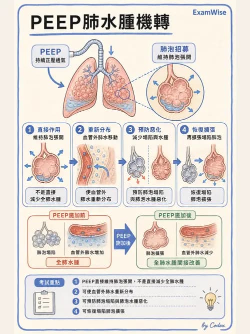呼吸治療師 - ARDS與呼吸衰竭 - AI 圖文解析預覽