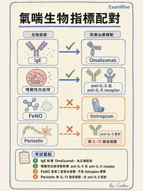 呼吸治療師 - 慢性氣道疾病 - AI 圖文解析預覽