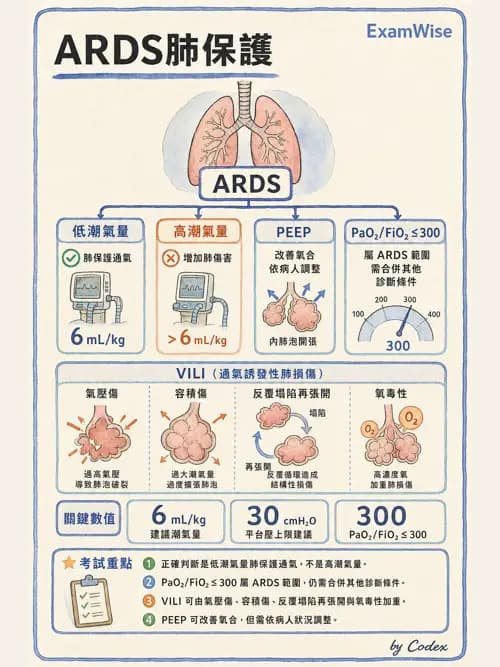 呼吸治療師 - 感染性肺疾 - AI 圖文解析預覽