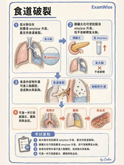呼吸治療師 - 外力傷害與胸廓病變 - AI 圖文解析預覽