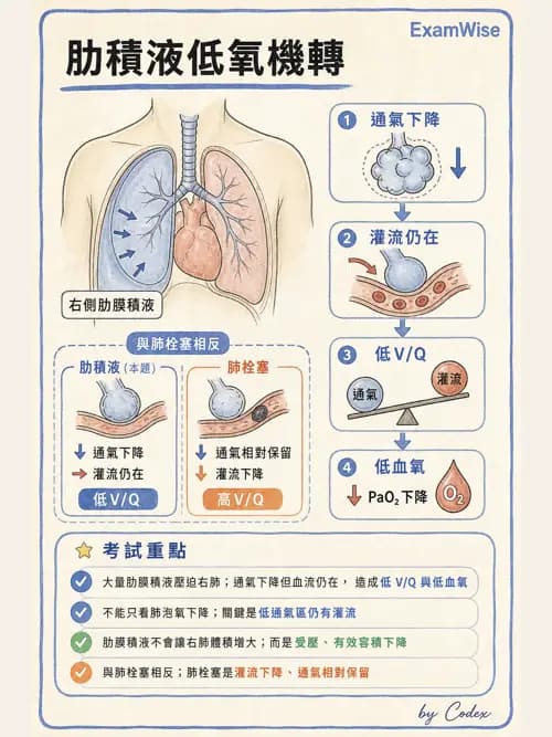 呼吸治療師 - 外力傷害與胸廓病變 - AI 圖文解析預覽