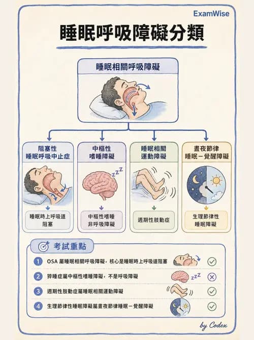 呼吸治療師 - 睡眠相關呼吸障礙 - AI 圖文解析預覽