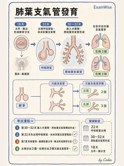 呼吸治療師 - 呼吸系統構造與發展 - AI 圖文解析預覽